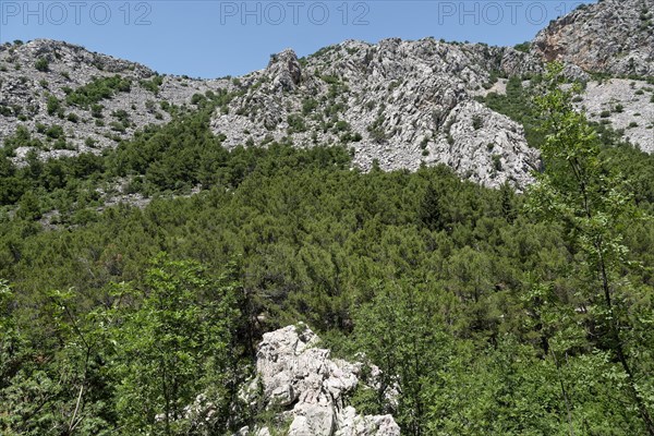 Forested limestone cliffs in the Velebit Mountains in Paklenica National Park in northern Dalmatia. Paklenica Starigrad
