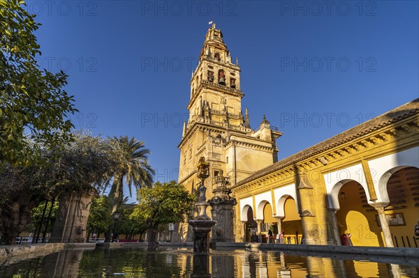 Orange Courtyard and Bell Tower of the Mezquita