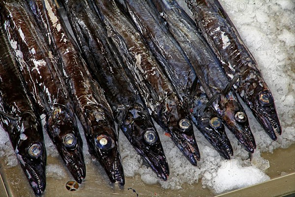 Black scabbardfish