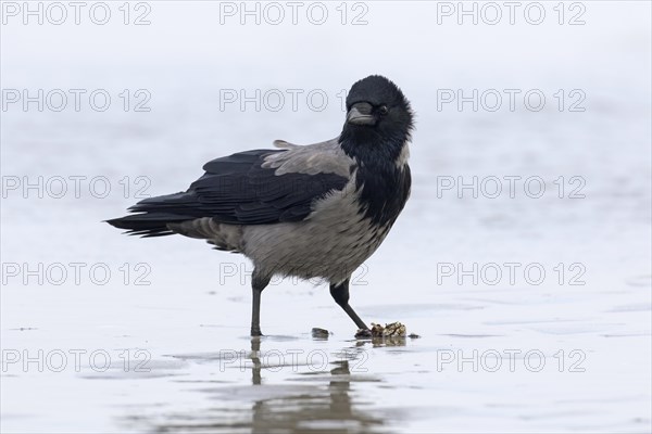 Northern European hooded crow