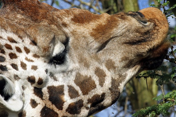 Rothschild's giraffe