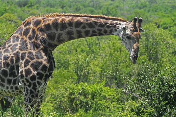 South African giraffe