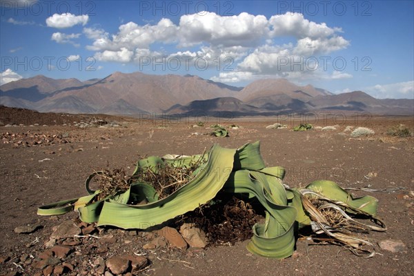 Welwitschia