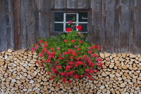 Stack of split firewood used as wood fuel piled in front of wooden cabin with geranium flowers decorating window