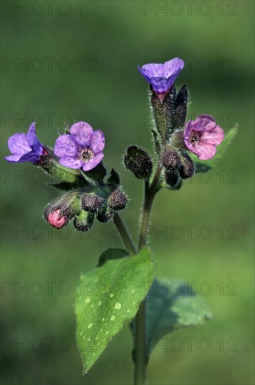 Common lungwort