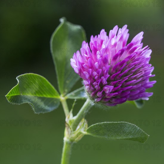 Red clover