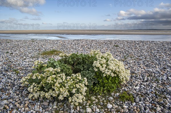 Sea kale