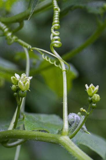 White bryony