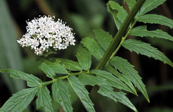 Garden valerian