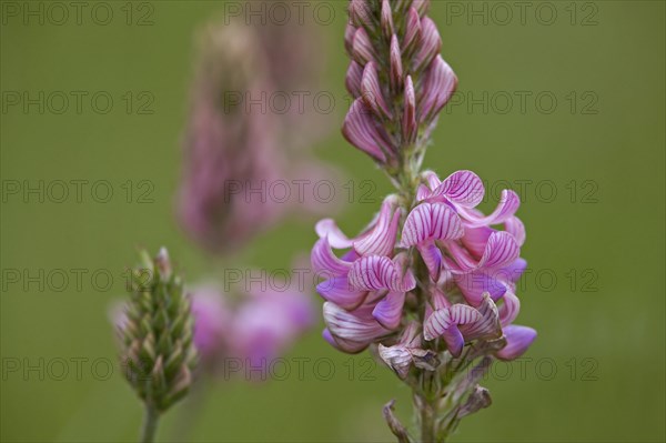 Common sainfoin