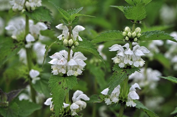 White deadnettle