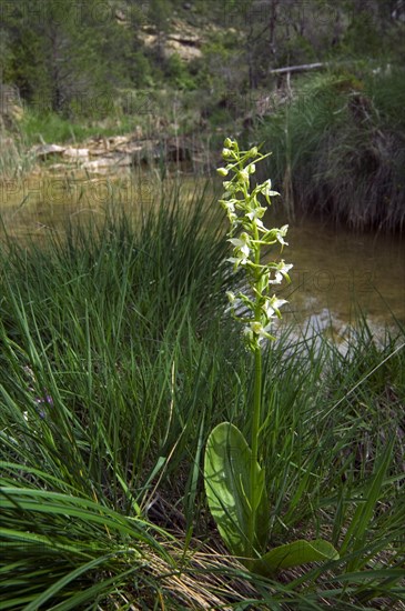 Greater butterfly orchid