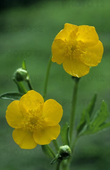 Creeping buttercup