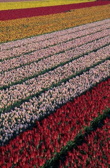 Colourful rows in field of cultivated tulips