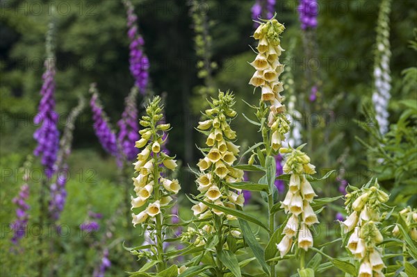 Big-flowered foxglove