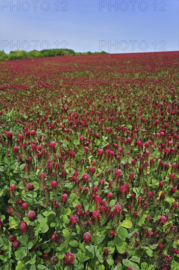 Field of Crimson clover