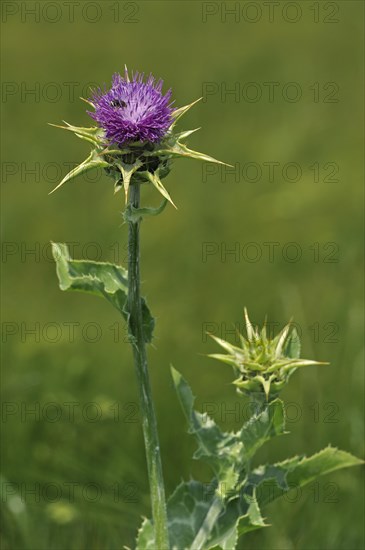 Blessed milk thistle