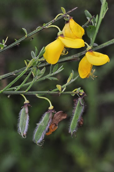 Common Broom