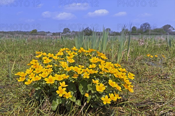 Marsh-marigold