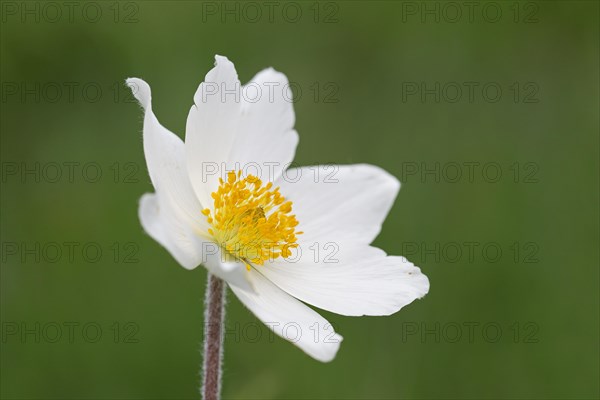 Alpine pasqueflower