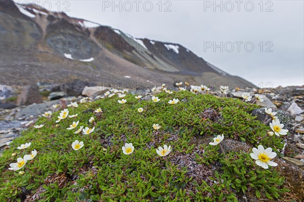 Mountain avens