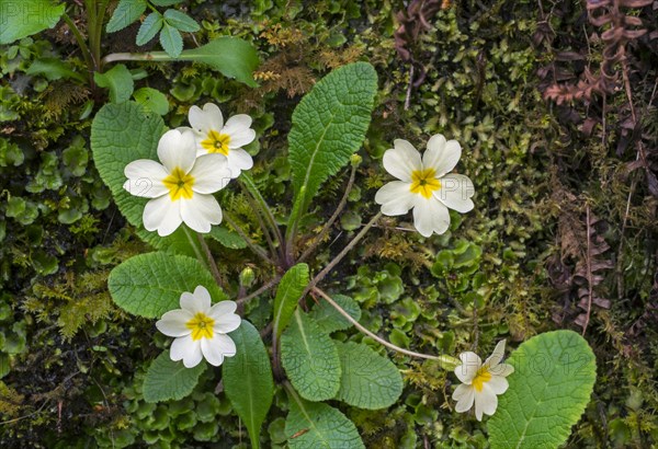 Common primrose