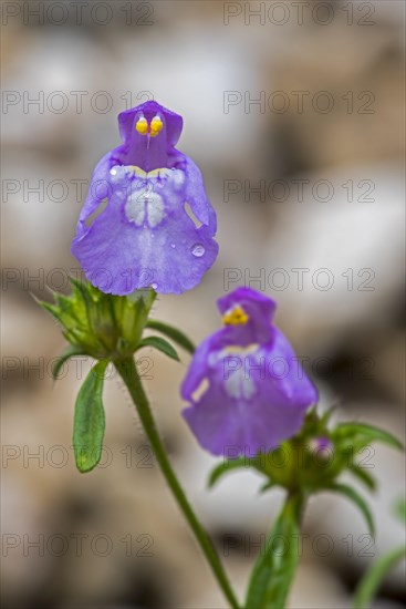 Red hemp-nettle