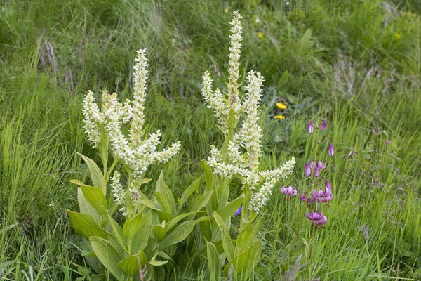 False helleborine