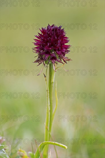 Black vanilla orchid