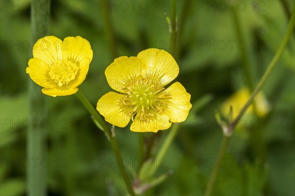 Meadow buttercup