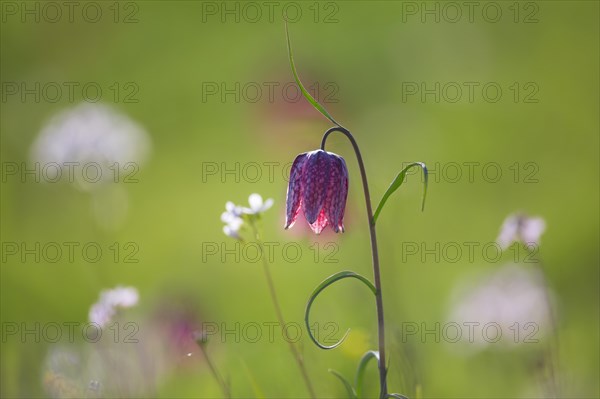 Snake's head fritillary