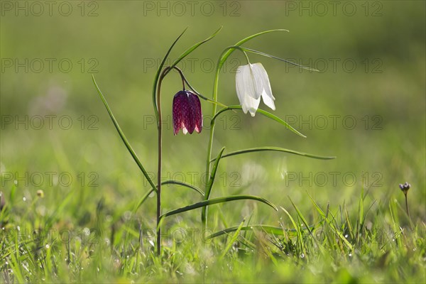 Snake's head fritillaries