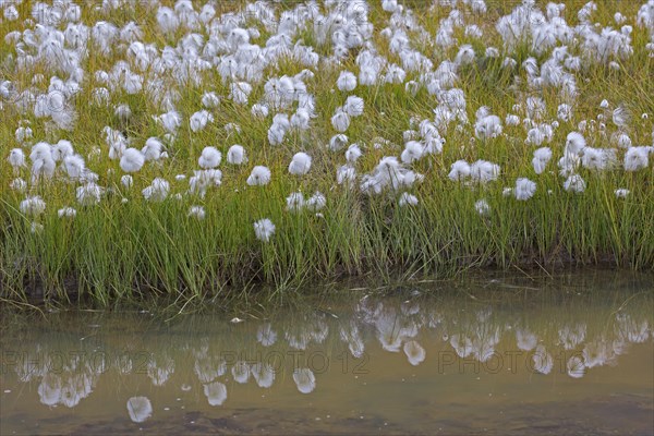 Scheuchzer's cottongrass