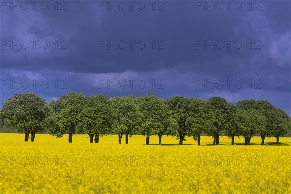 Farmland showing rape