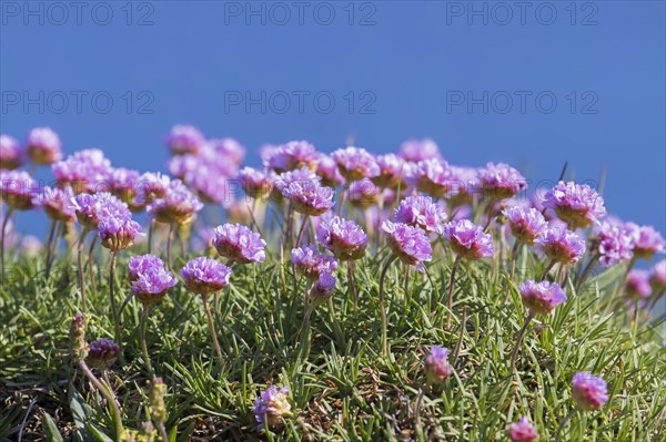 Sea thrift