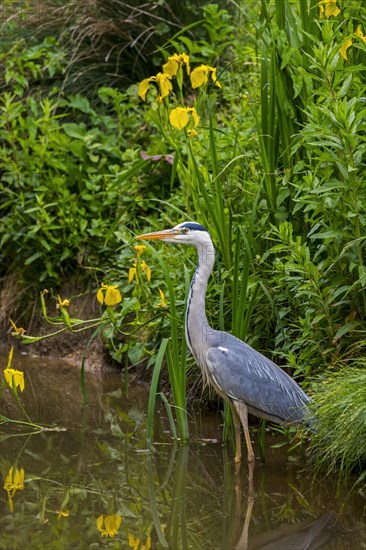 Grey heron