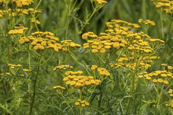 Common tansy