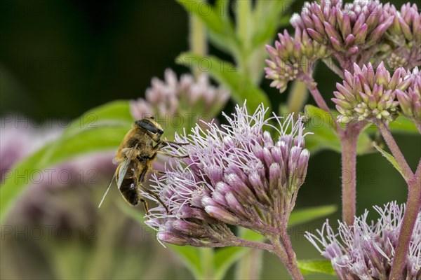 Common drone fly