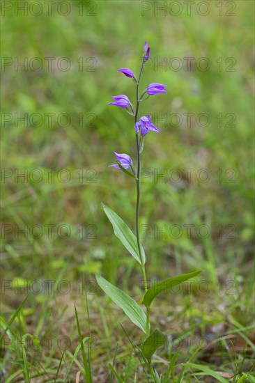 Red helleborine