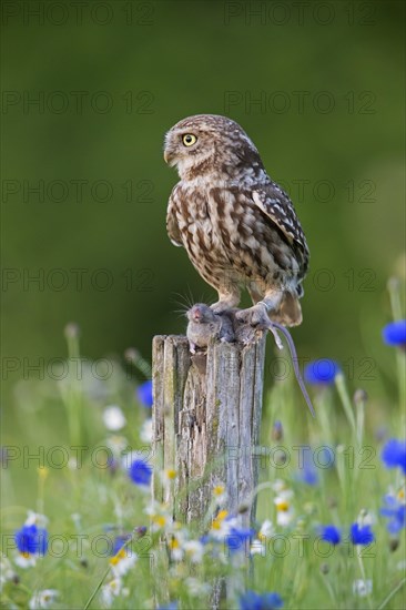 Ringed little owl