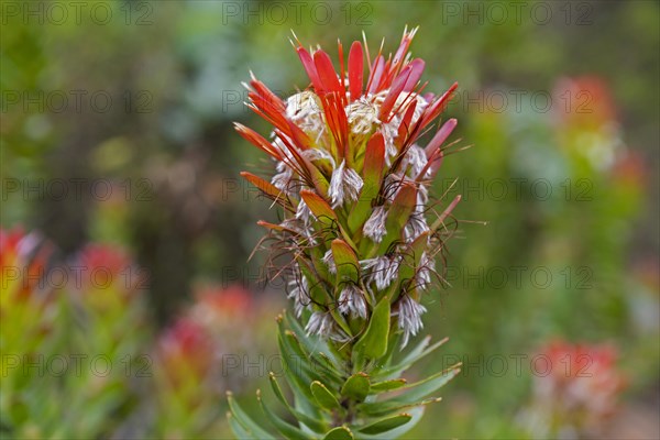 Common pagoda