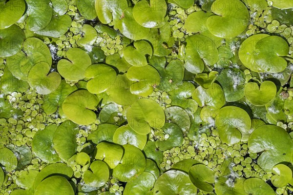 Frogbit