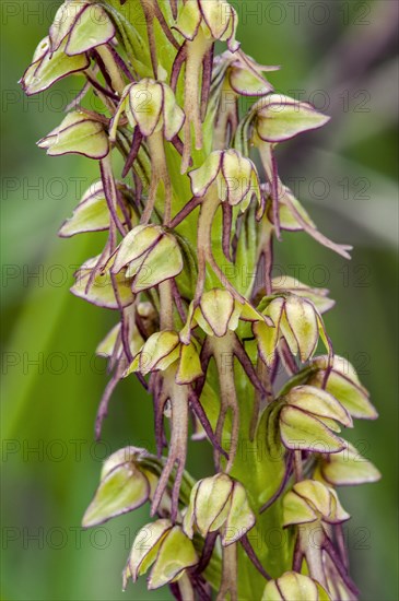 Man orchid