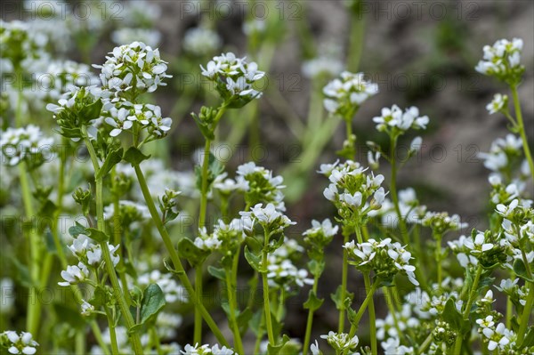 Common scurvygrass