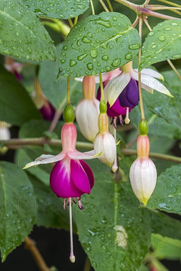 Fuchsia Rose of Castile in flower