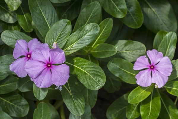 Madagascar periwinkle