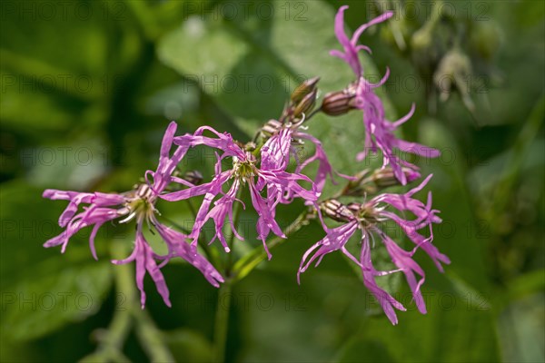 Ragged-Robin