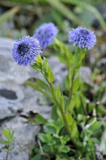 Common Globularia