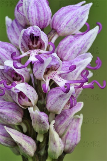 Monkey orchid