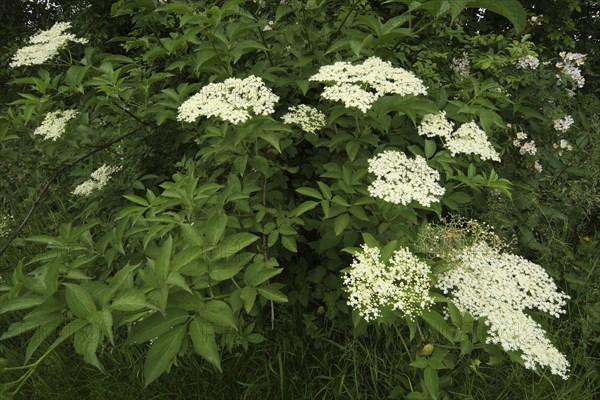 European black elderberry